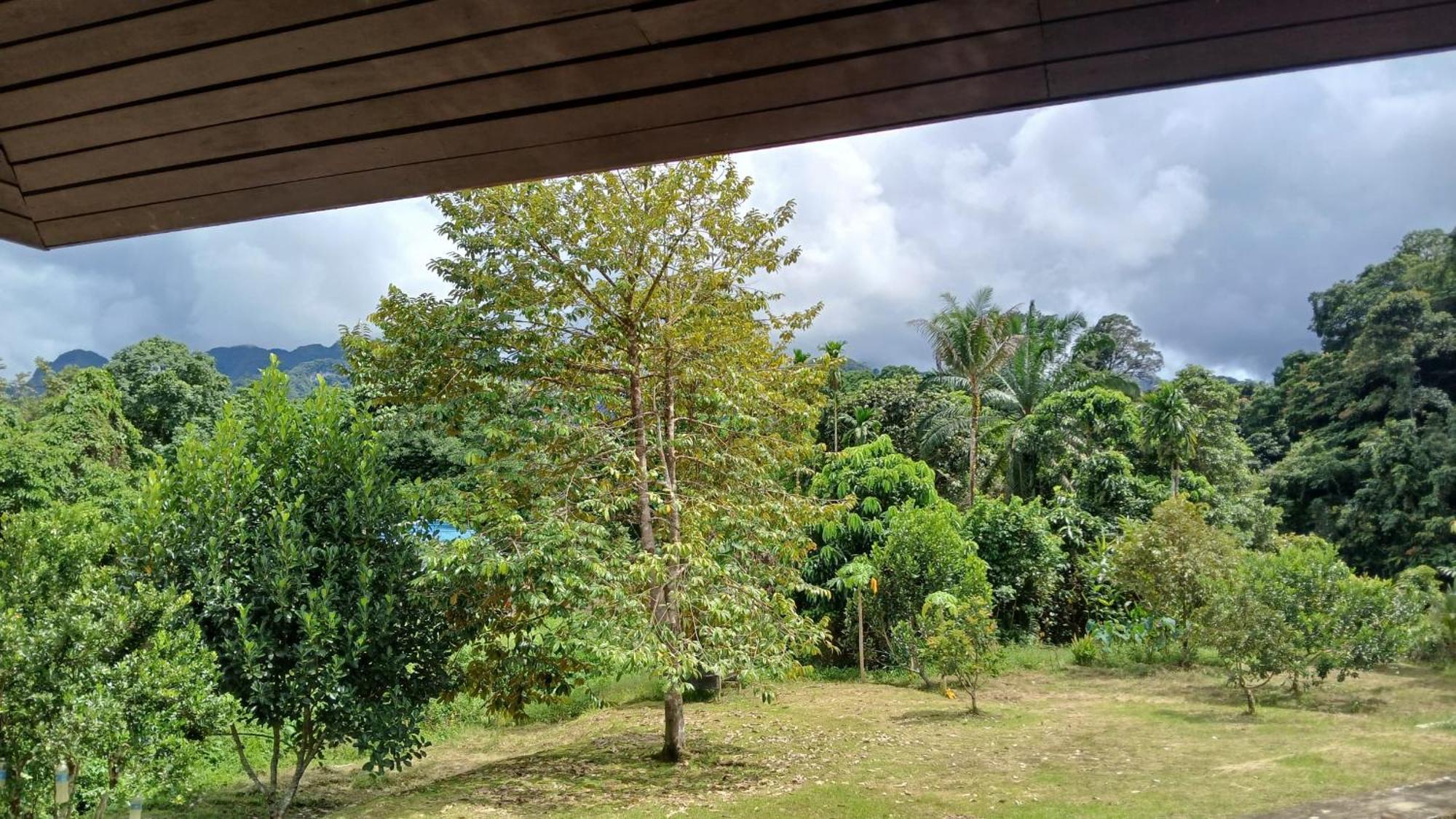 Mulu Tribal Homestay Екстер'єр фото